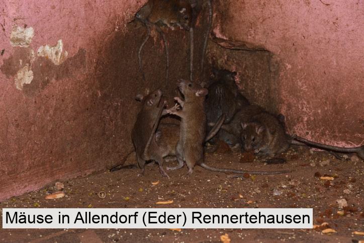 Mäuse in Allendorf (Eder) Rennertehausen